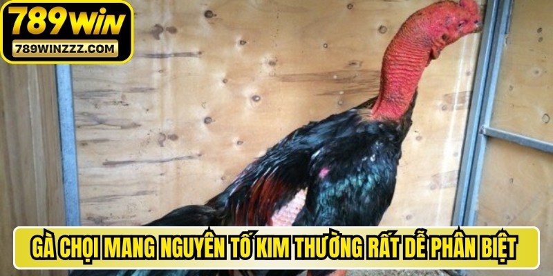 Gà chọi mang nguyên tố Kim thường rất dễ phân biệt trên sàn đấu