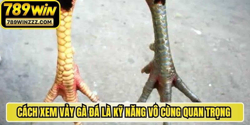 Cách xem vảy gà đá là kỹ năng vô cùng quan trọng cần nắm chắc