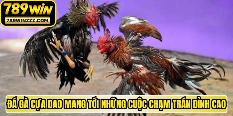 Đá gà cựa dao mang tới cho khán giả những cuộc chạm trán đỉnh cao