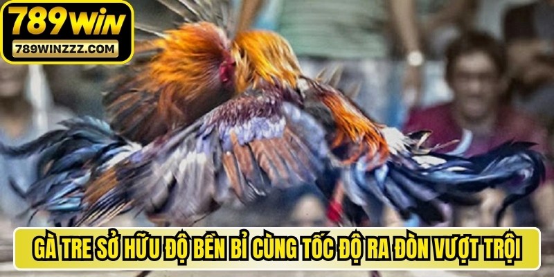 Gà tre hiện nay sở hữu độ bền bỉ cùng tốc độ ra đòn vượt trội