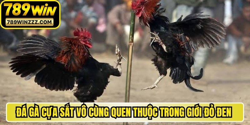 Đá gà cựa sắt vô cùng quen thuộc trong giới đỏ đen trực tuyến