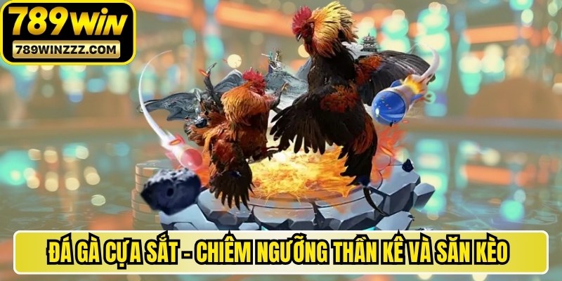 Đá Gà Cựa Sắt - Chiêm Ngưỡng Thần Kê Và Săn Kèo Hấp Dẫn